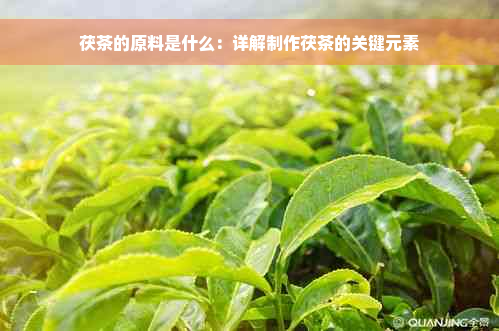 茯茶的原料是什么：详解制作茯茶的关键元素