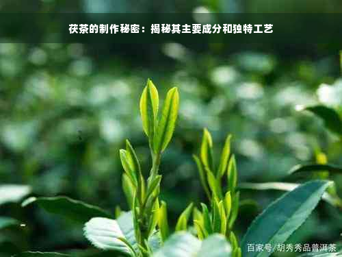 茯茶的制作秘密：揭秘其主要成分和独特工艺