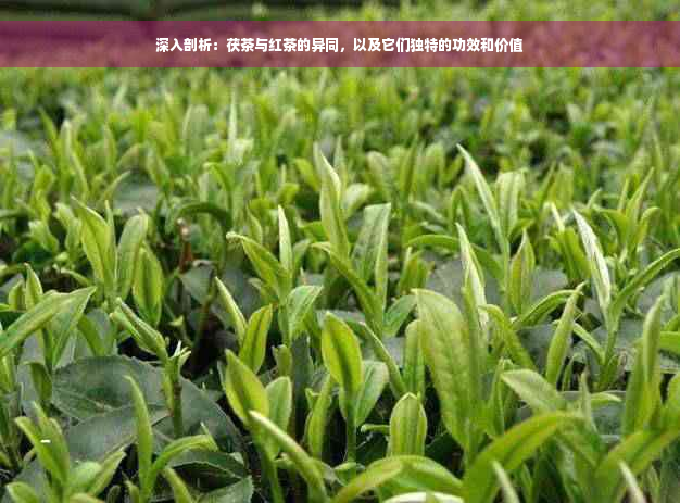 深入剖析：茯茶与红茶的异同，以及它们独特的功效和价值