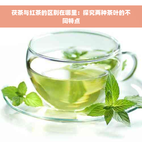 茯茶与红茶的区别在哪里：探究两种茶叶的不同特点