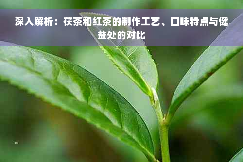 深入解析：茯茶和红茶的制作工艺、口味特点与健益处的对比