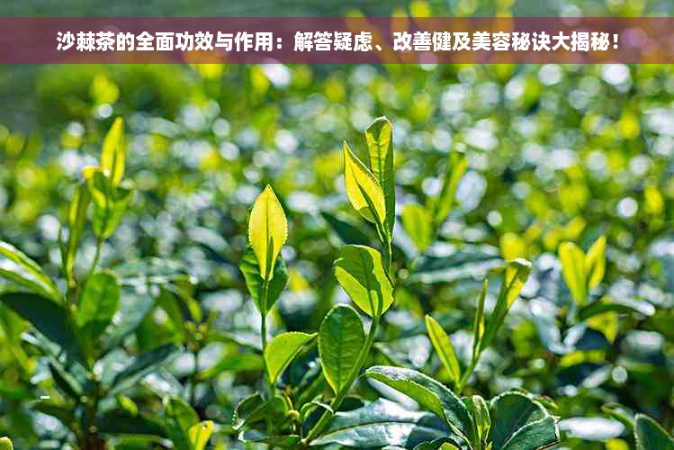 沙棘茶的全面功效与作用：解答疑虑、改善健及美容秘诀大揭秘！