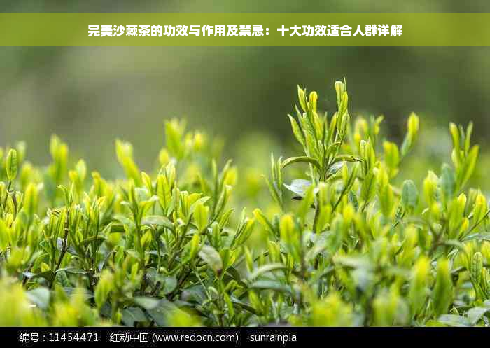 完美沙棘茶的功效与作用及禁忌：十大功效适合人群详解