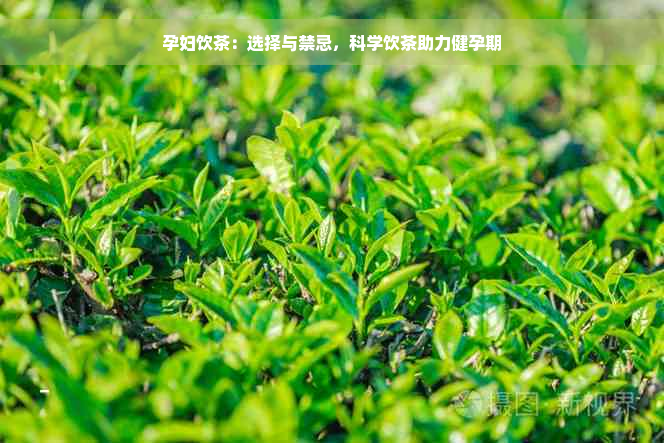 孕妇饮茶：选择与禁忌，科学饮茶助力健孕期