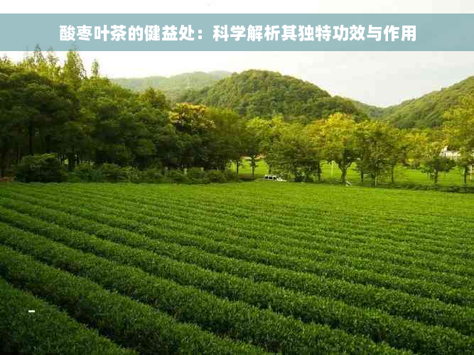 酸枣叶茶的健益处：科学解析其独特功效与作用