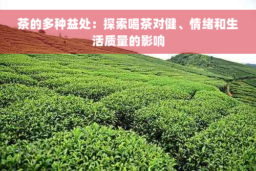 茶的多种益处：探索喝茶对健、情绪和生活质量的影响