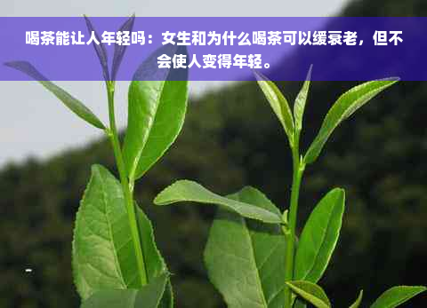 喝茶能让人年轻吗：女生和为什么喝茶可以缓衰老，但不会使人变得年轻。