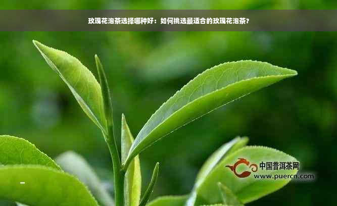 玫瑰花泡茶选择哪种好：如何挑选最适合的玫瑰花泡茶？