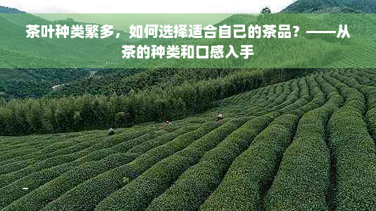 茶叶种类繁多，如何选择适合自己的茶品？——从茶的种类和口感入手