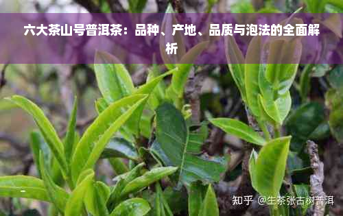 六大茶山号普洱茶：品种、产地、品质与泡法的全面解析