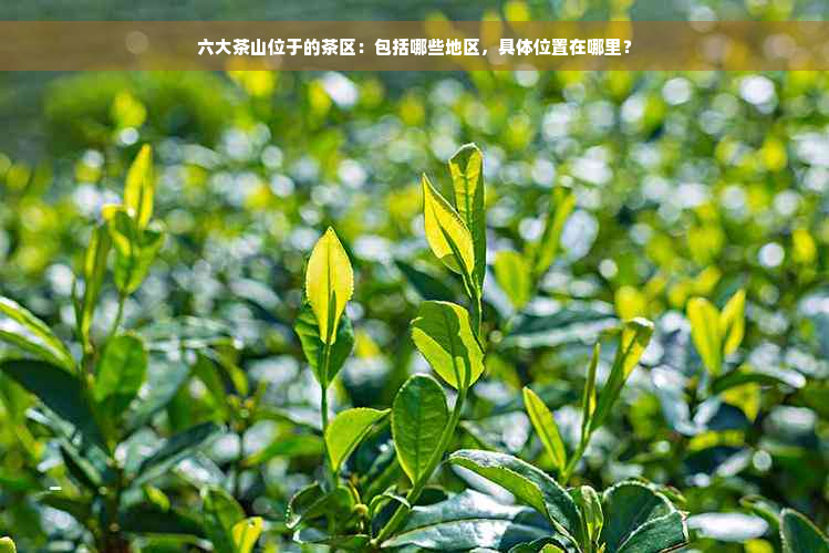 六大茶山位于的茶区：包括哪些地区，具 *** 置在哪里？