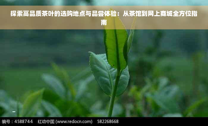 探索高品质茶叶的选购地点与品尝体验：从茶馆到网上商城全方位指南