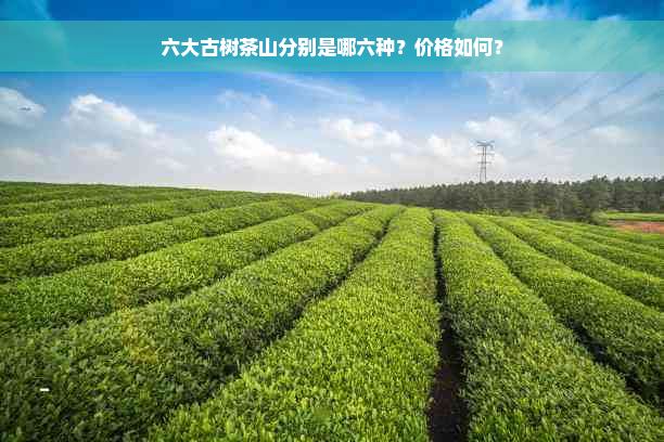 六大古树茶山分别是哪六种？价格如何？