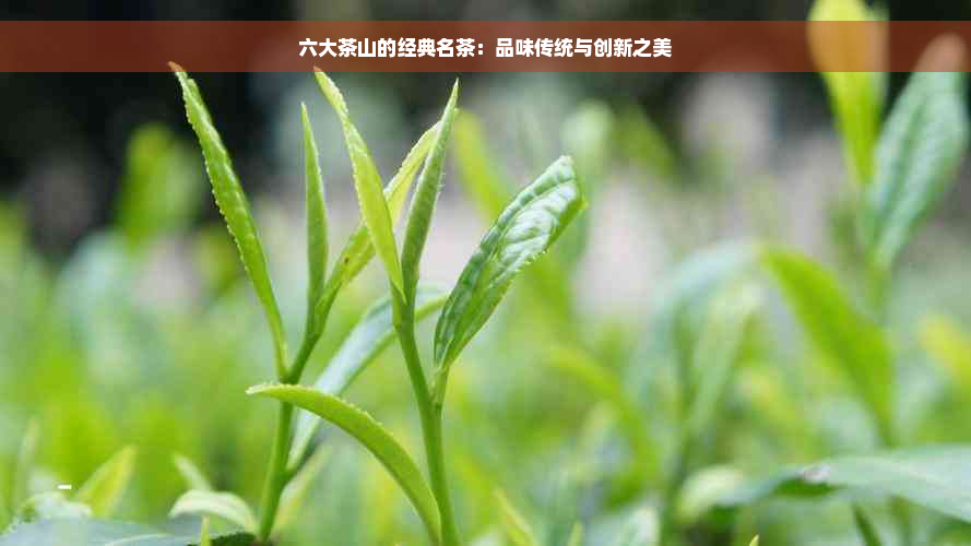 六大茶山的经典名茶：品味传统与创新之美