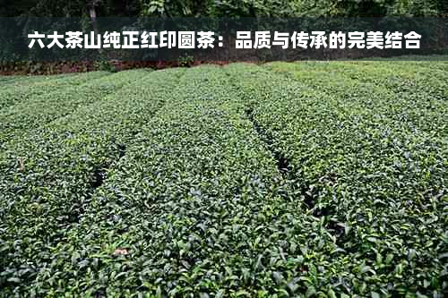 六大茶山纯正红印圆茶：品质与传承的完美结合