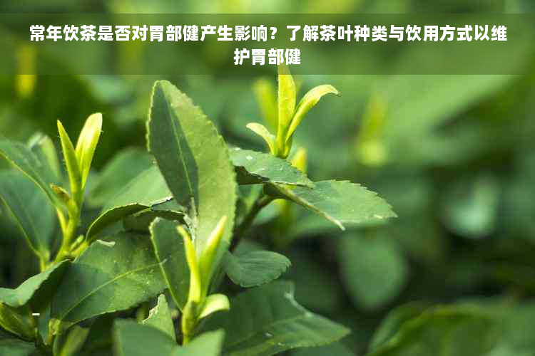 常年饮茶是否对胃部健产生影响？了解茶叶种类与饮用方式以维护胃部健