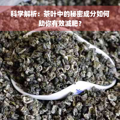 科学解析：茶叶中的秘密成分如何助你有效减肥？