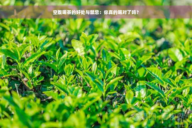 空腹喝茶的好处与禁忌：你真的喝对了吗？