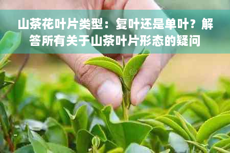 山茶花叶片类型：复叶还是单叶？解答所有关于山茶叶片形态的疑问