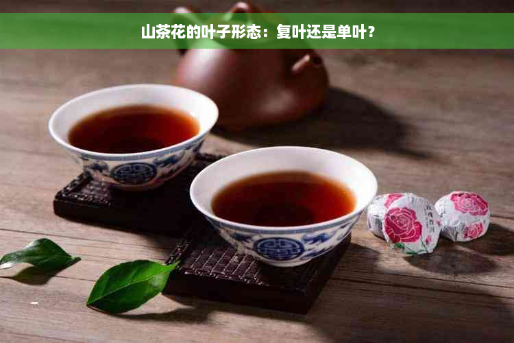 山茶花的叶子形态：复叶还是单叶？