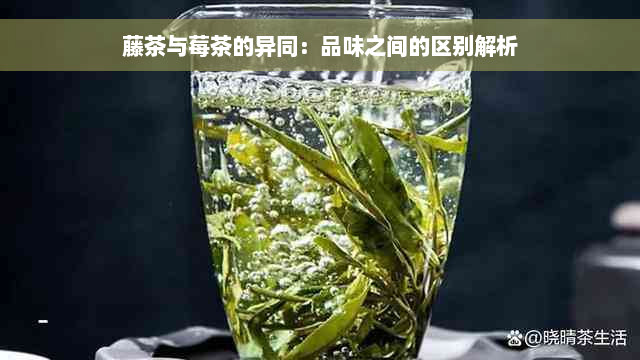 藤茶与莓茶的异同：品味之间的区别解析