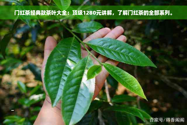 门红茶经典款茶叶大全：顶级1280元讲解，了解门红茶的全部系列。