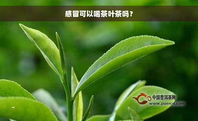 感冒可以喝茶叶茶吗？