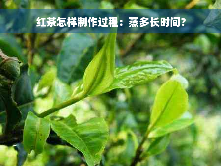 红茶怎样制作过程：蒸多长时间？