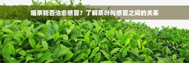 喝茶能否治愈感冒？了解茶叶与感冒之间的关系