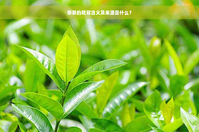 茶茶的昵称含义及来源是什么？