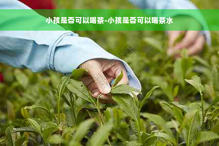 小孩是否可以喝茶-小孩是否可以喝茶水