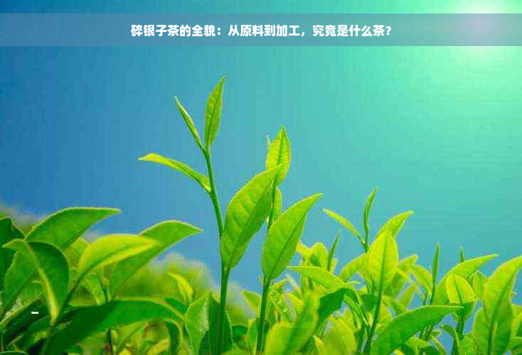 碎银子茶的全貌：从原料到加工，究竟是什么茶？