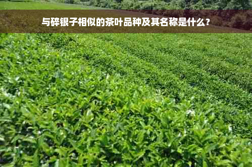 与碎银子相似的茶叶品种及其名称是什么？