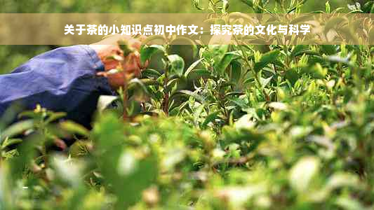 关于茶的小知识点初中作文：探究茶的文化与科学