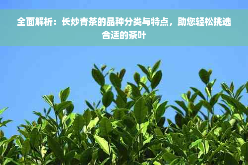 全面解析：长炒青茶的品种分类与特点，助您轻松挑选合适的茶叶