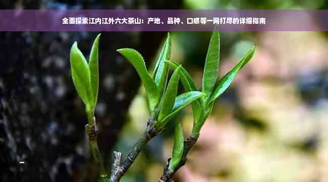 全面探索江内江外六大茶山：产地、品种、口感等一网打尽的详细指南