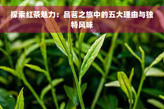 探索红茶魅力：品茗之旅中的五大理由与独特风味