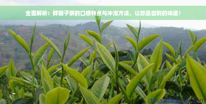 全面解析：碎银子茶的口感特点与冲泡方法，让您品尝到的味道！