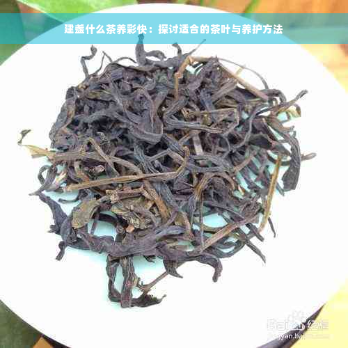 建盏什么茶养彩快：探讨适合的茶叶与养护方法