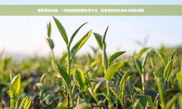 银茶壶泡水喝：一种清新型的健生活方式，探索其独特的益处与潜在风险