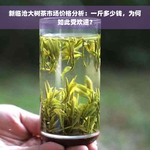 新临沧大树茶市场价格分析：一斤多少钱，为何如此受欢迎？