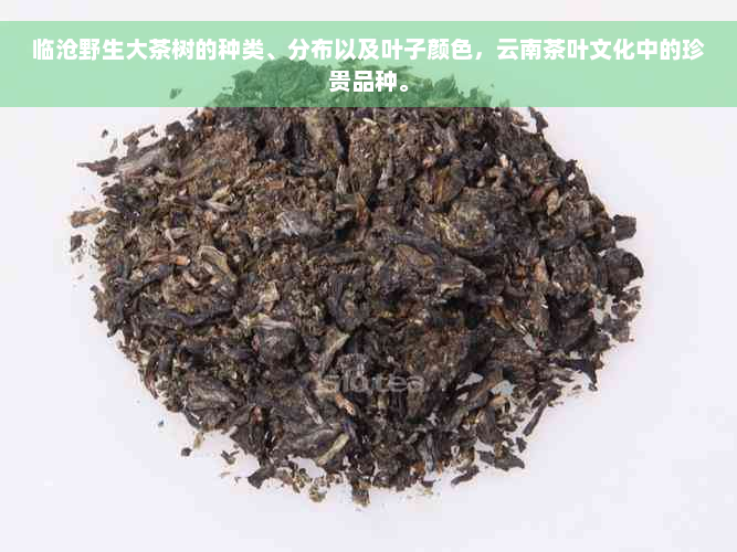 临沧野生大茶树的种类、分布以及叶子颜色，云南茶叶文化中的珍贵品种。