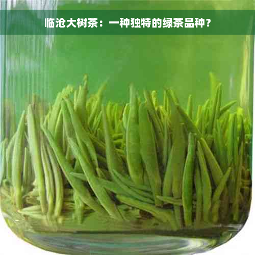 临沧大树茶：一种独特的绿茶品种？