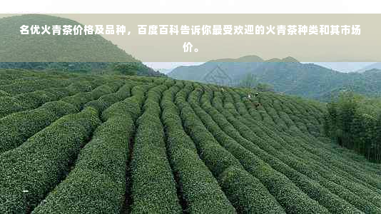 名优火青茶价格及品种，百度百科告诉你更受欢迎的火青茶种类和其市场价。