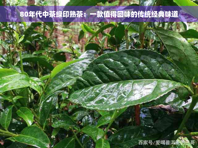 80年代中茶绿印熟茶：一款值得回味的传统经典味道