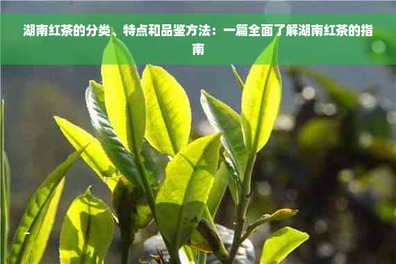 湖南红茶的分类、特点和品鉴方法：一篇全面了解湖南红茶的指南