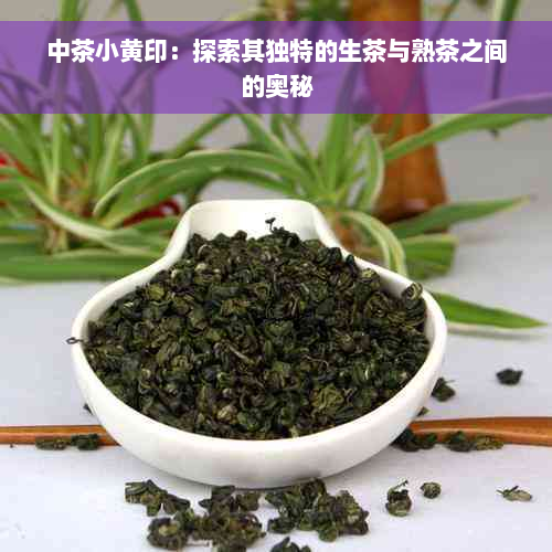 中茶小黄印：探索其独特的生茶与熟茶之间的奥秘