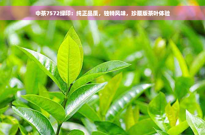 中茶7572绿印：纯正品质，独特风味，珍藏版茶叶体验