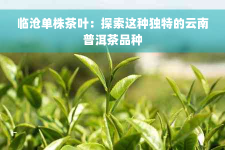 临沧单株茶叶：探索这种独特的云南普洱茶品种