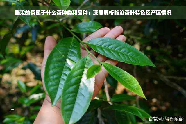 临沧的茶属于什么茶种类和品种：深度解析临沧茶叶特色及产区情况